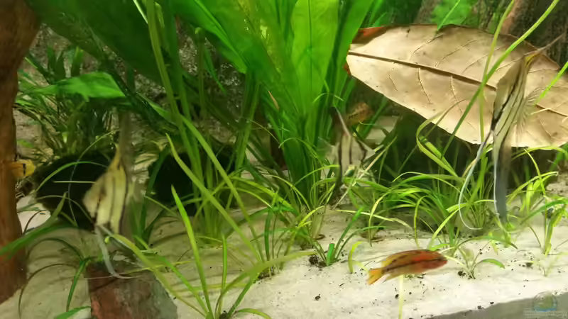 Meine jungen Peru Altum von Patrick`s Amazonas (25)