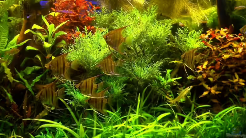 Meine jungen Skalare von Schattenherz (6)