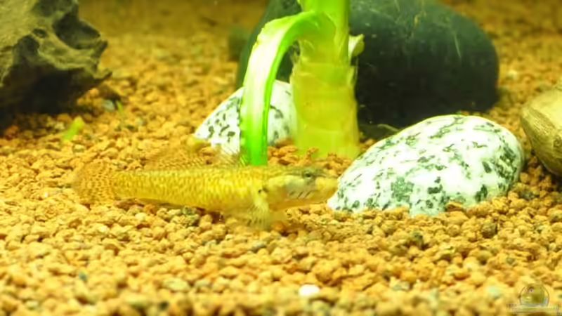 Meine kleine Freundin *R.I.P* von Garfield (21)