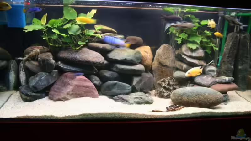 Meine kleine Malawiwelt (von vorn) von lützkopf (4)