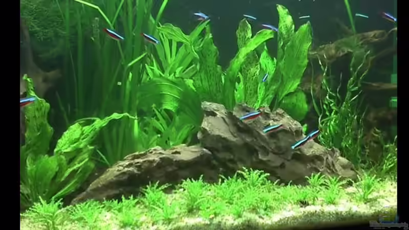 Meine Kleine Pfütze