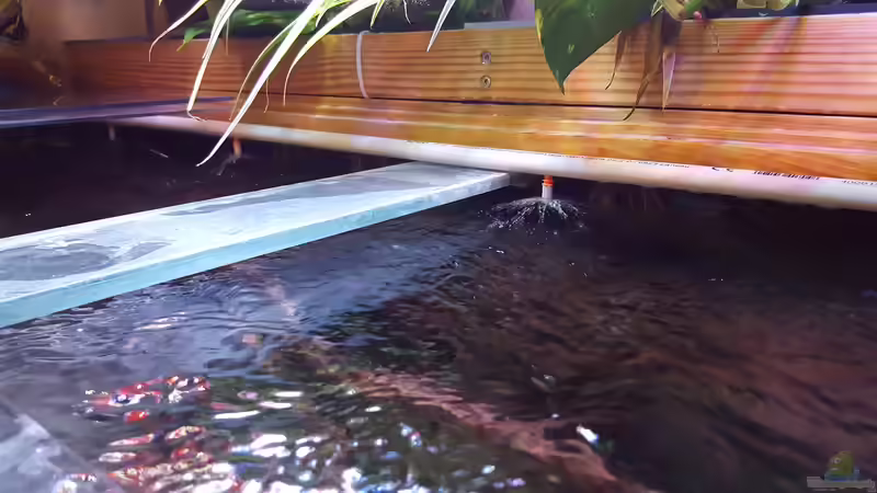 Meine kleine Regenanlage  von Südamerika Aquanaut (21)