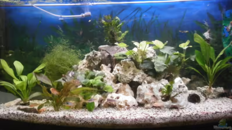 meine kleine unterwasser welt von Robert Ludwig (1)