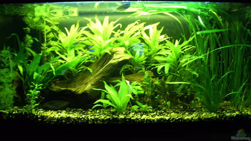 Meine kleine Unterwasserwelt von Ratz