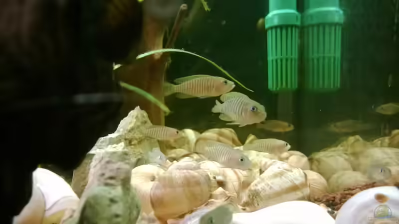 meine kleinen Lieblinge im Becken von Sanchez79 (18)