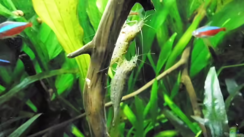 meine kleinen Monster 13.7.16 von odin 68 (185)