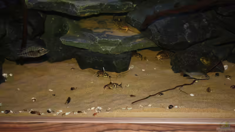 Meine kleinen Multipunktatus  von Tobias Summerer (60)