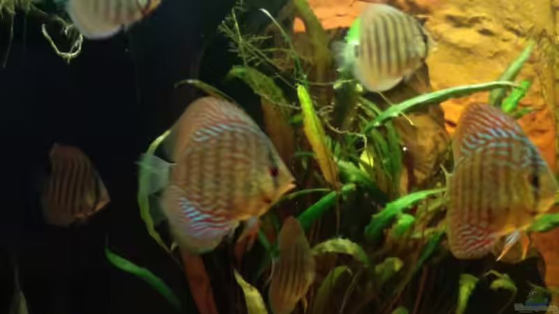 Meine Kleinen von Kai Heermann (20)