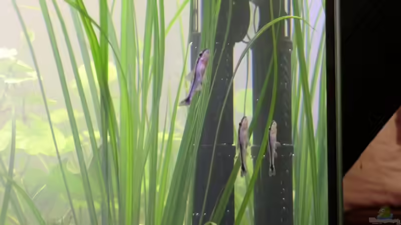 Meine kleinen Welse von Tierfreundin (4)