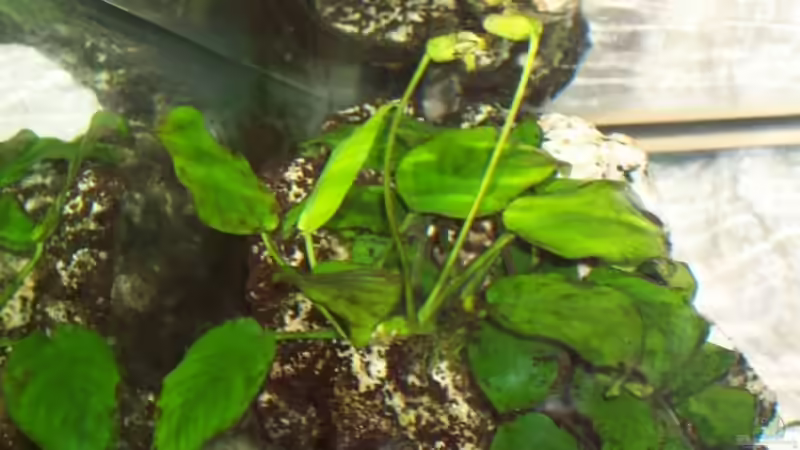 meine kleinste Anubia von Markus Seipp (2)