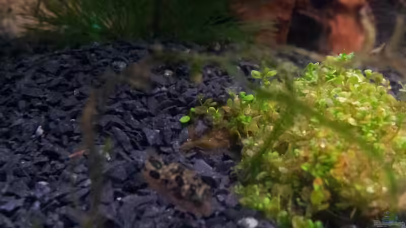 Meine kleinsten ( Die Erbse ) von Gokel79 (12)