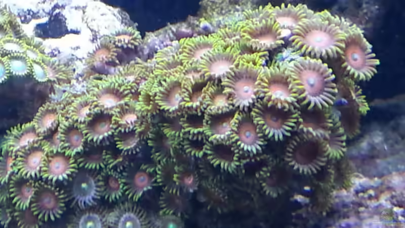 meine Krustenanemone ! von urbi (86)