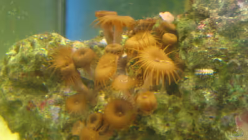 meine Krustenanemone von B1gT4nk (10)