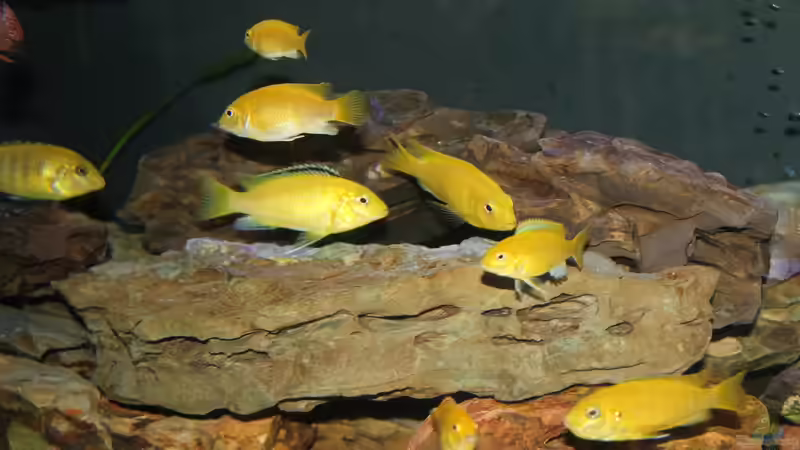 Meine Labifamilie von Thomas Roscher (9)