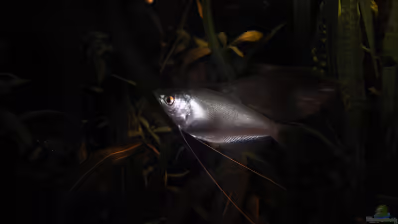 meine leuchte von Der Buschfisch (27)