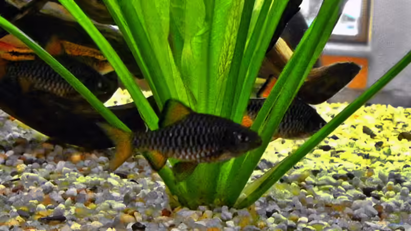 Meine Lieblinge ;-) von Alex Dihu (11)