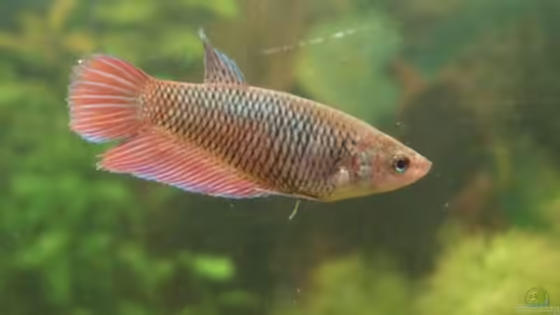 Meine Lieblinge... Meine Lieblinge...