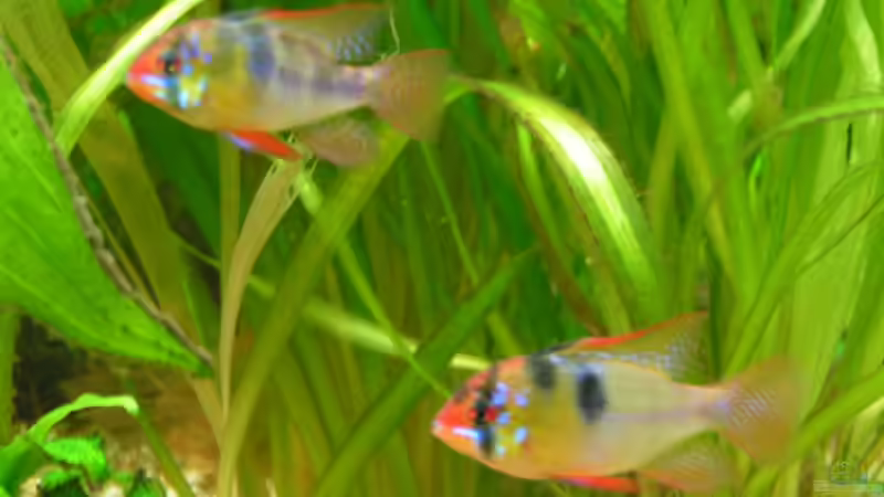 Meine Lieblinge! Schmetterlingsbb. von Vito (22)