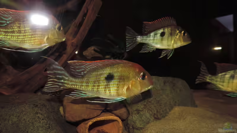 meine Lieblinge von Fichte (11)