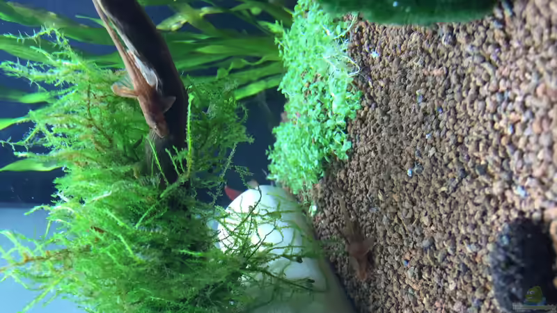 meine Lieblinge von kirly (11)