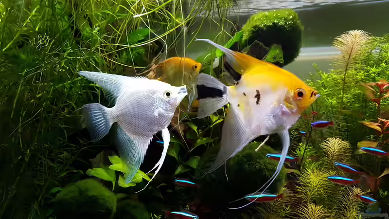 Meine Lieblinge von Sebastian Hartmann (133)