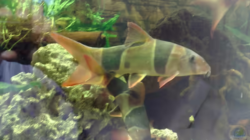 Meine Lieblinge von Sebastian Rolfes (5)