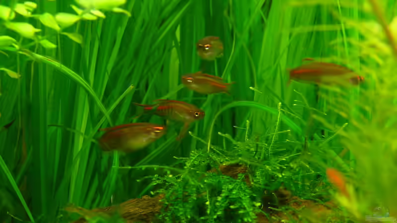 meine Lieblinge von Torsten Franke (28)