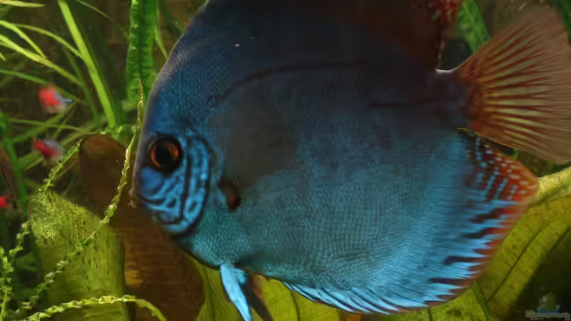 meine Lieblings-Diskus von Grünhexe (84)