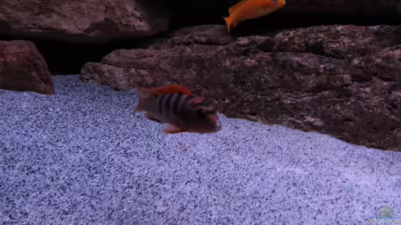 meine Lieblings Hongi Dame von aquamika (47)