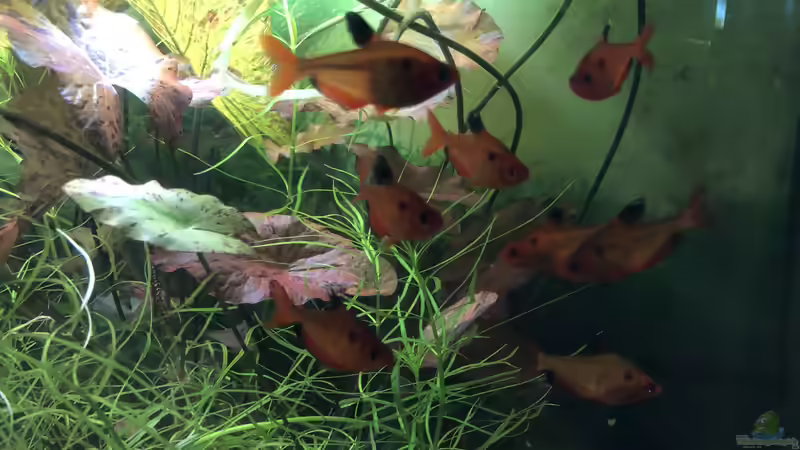 MEINE LIEBLINGSFISCHE ??? Teil Eins SALMLER