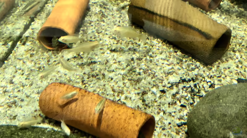 MEINE LIEBLINGSFISCHE ??? Teil Zwei WESTAFRIKANISCHE ZWERGBUNTBARSCHE