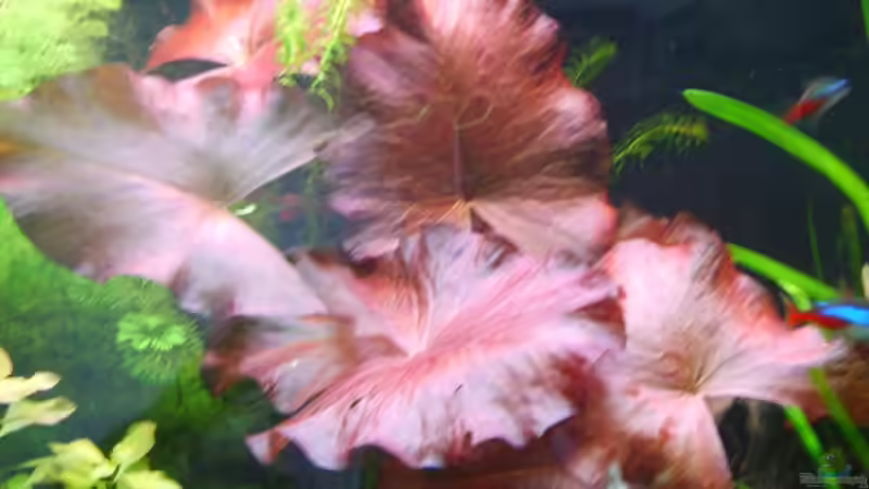 Meine Lieblingspflanze von Martin Kühnel (4)