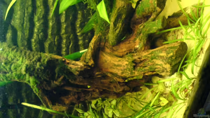 Meine Lieblingswurzel... von Alexander Schild (9)