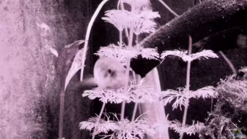 Meine M. ansorgii - Damen von aetti (10)