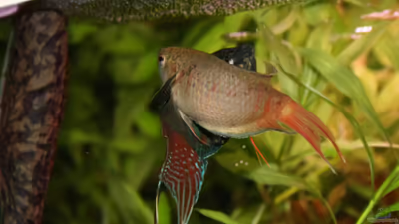 Meine Makropoden beim ´Eiern´ von Christian Santner (4)