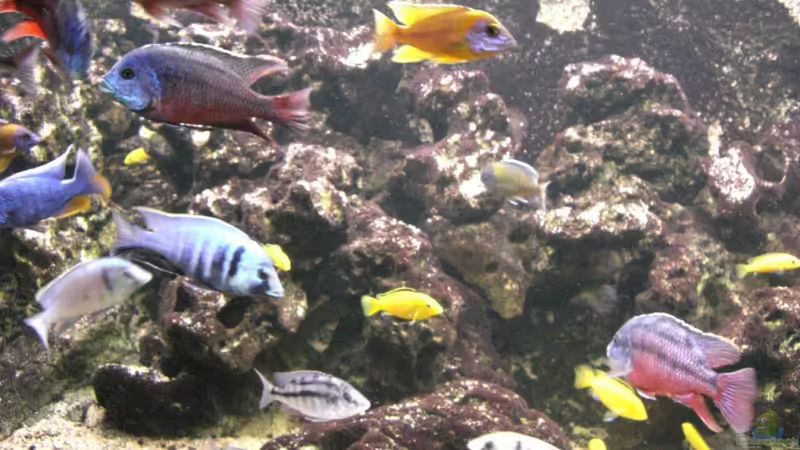 Meine Malawi-Buntbarsche von Aquaman (32)