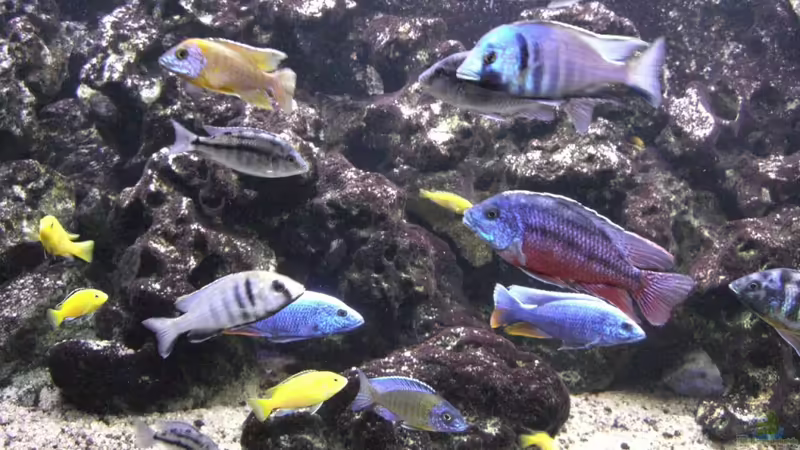 Meine Malawi-Buntbarsche von Aquaman (35)