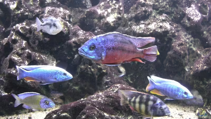 Meine Malawi-Buntbarsche von Aquaman (36)