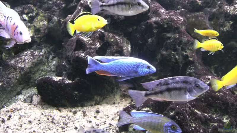 Meine Malawi-Buntbarsche von Aquaman (37)