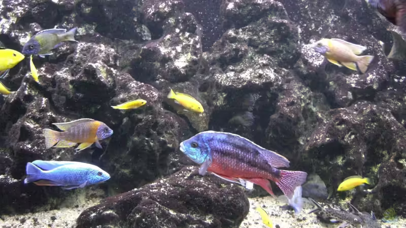 Meine Malawi-Buntbarsche von Aquaman (39)