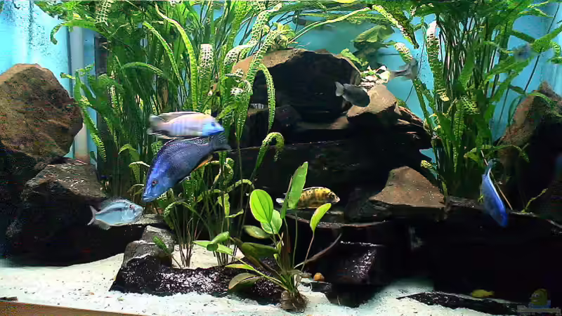 meine Malawi-Gesellschaft von Edmund Thaler (5)