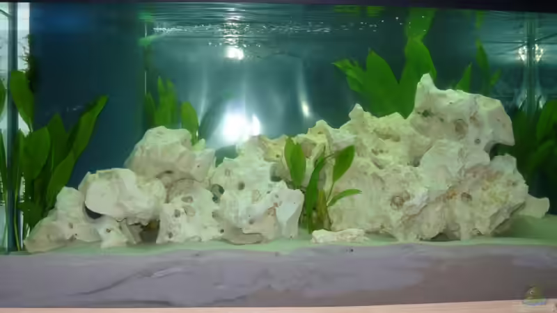 Meine Malawibecken von wundi82 (1)