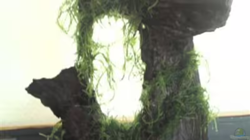 Meine Mangrovenwurzel nach Javamoos Behandlung von SINAN (20)