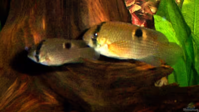 Meine Maronis von Udo Siebensohn (10)