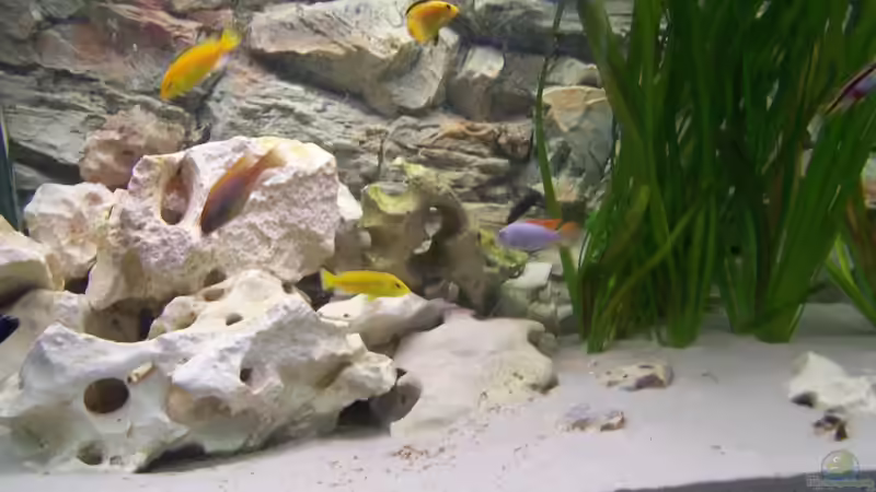 Meine Mbunas von wd1965 (5)