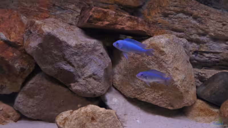 Meine Metriaclima Callainos nach dem Beleuchtungswechsel von Richy (46)