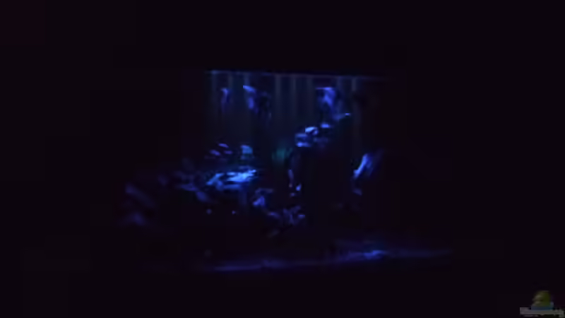 Meine Mondlichtbeleuchtung von Frank Broneske (7)