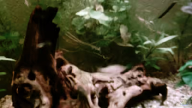 Meine Moorkienwurzel! von Christina Betz (3)