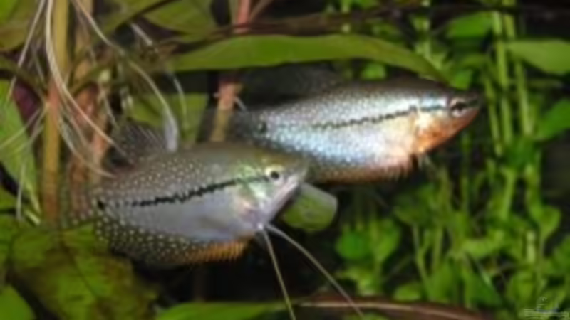 Meine Mosaikfadenfische von Mario Theiß (6)