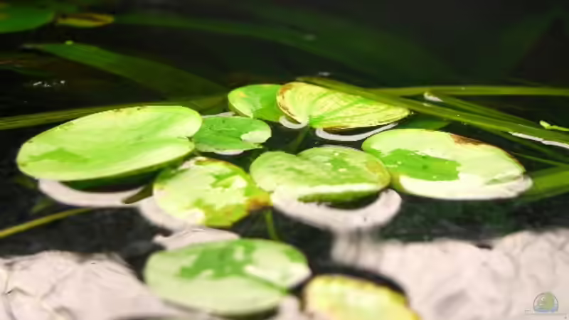 Meine Muschelblumen von Patrick Gauseweg (5)